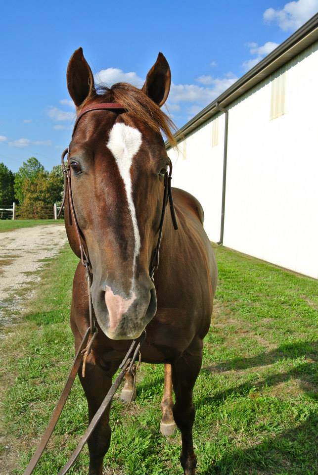 Leo's Royal Bonita