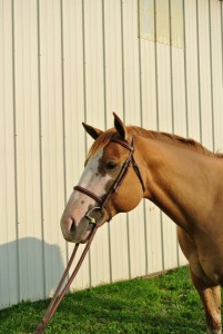 Etta (Tee Totally Vogue) is also new to the herd. This paint mare is stubborn and sassy, but we see good potential for a hunt horse. She is one of our broodmares at the farm and loves being a babysitter for the baby horses. Etta will foal in Spring 2015!