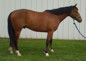 Chester is a 2012, bay appendix quarter horse gelding born at the University Farm. He is one of our teenagers in training class. He is an up-and-coming hunt horse. Possibly a jumper! He is sired by Leo (Leos Royal Bonita) and his dam is Goldie (Miss Kentucky Gold).